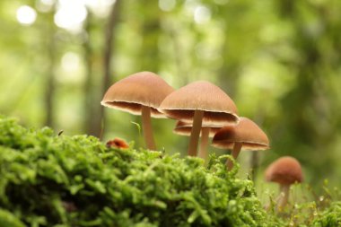 Ormanda bir ağaç gövdesinde büyüyen mantarlar. 