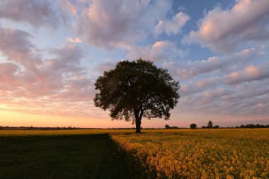 Güneş doğarken bulutların arka planında kolza tohumu tarlasında meşe ağacı.