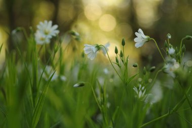 Rabelera - Stellaria Holostea ormanda çiçek açıyor, Polonya