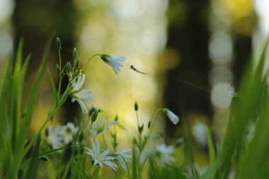 Rabelera - Stellaria Holostea ormanda çiçek açıyor, Polonya