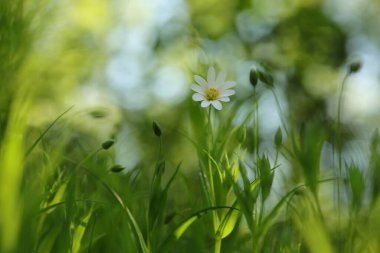Rabelera - Stellaria Holostea ormanda çiçek açıyor, Polonya