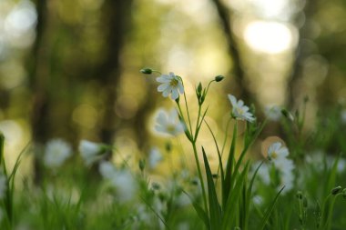 Rabelera - Stellaria Holostea ormanda çiçek açıyor, Polonya