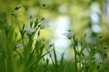 Rabelera - Stellaria Holostea ormanda çiçek açıyor, Polonya