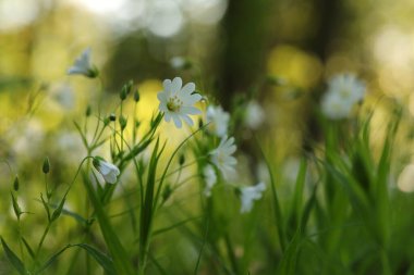 Rabelera - Stellaria Holostea ormanda çiçek açıyor, Polonya