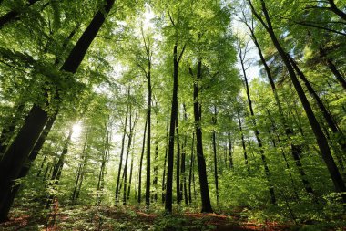 Bahar kayın ormanları güneşli bir mayıs sabahında. Polonya.