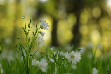 Rabelera - Stellaria holostea ormanda çiçek açıyor, Nisan, Polonya.