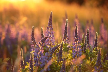 Blooming Lupinus perennis - Wild lupine in a meadow during sunset, Poland.