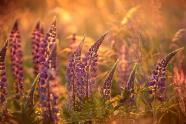 Blooming Lupinus perennis - Wild lupine in a meadow during sunset, Poland.