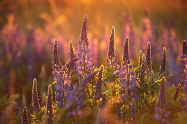 Lupinus perennis - Polonya 'da gün batımında bir çayırda vahşi lupin.