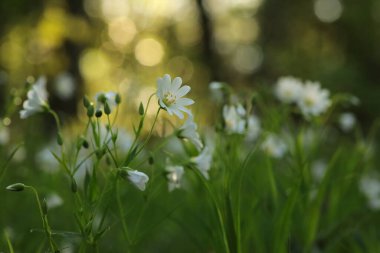 Rabelera - Stellaria holostea ormanda çiçek açıyor, Nisan, Polonya.