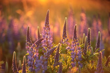 Lupinus perennis - Polonya 'da gün batımında bir çayırda vahşi lupin.