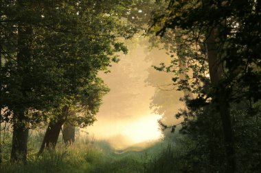 Sisli bir yaz sabahında yaprak döken bir ormanda kirli bir yol, Polonya.