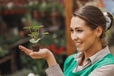 Çiçek serasında büyüyen Pelargonium bitkisini tutan gülümseyen bir girişimcinin portresi.