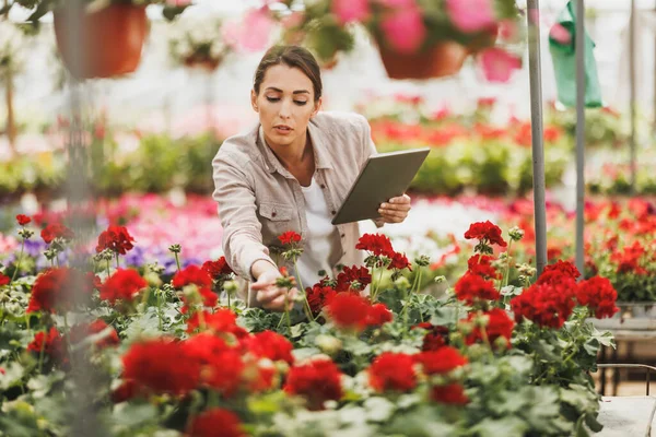 Young florist woman using digital tablet while checking flowers in a greenhouse. Woman entrepreneur.