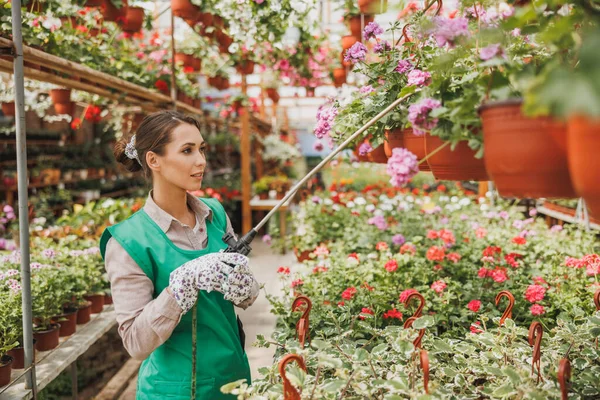 Young Woman Wearing Green Apron Gloves Watering Potted Flowers Garden — 스톡 사진