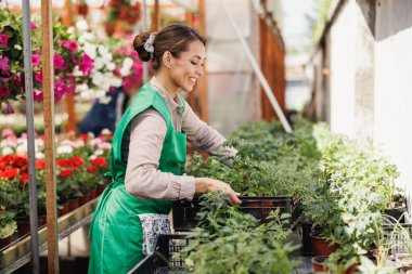 Young woman working in a greenhouse, holding and arranging crate with vegetables and herbs. Woman entrepreneur.