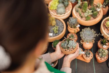 An unrecognisable woman entrepreneur taking care of potted succulent plants in a garden center.