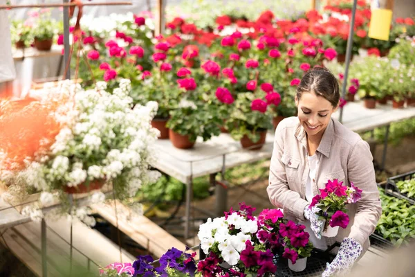Smiling Young Woman Working Garden Center Holding Crate Arranging Flower — стоковое фото