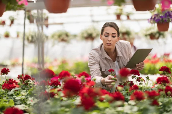 Young Florist Woman Using Digital Tablet While Checking Flowers Greenhouse — Zdjęcie stockowe