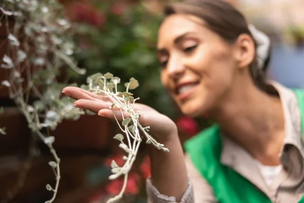Молодая Предпринимательница Зеленом Фартуке Проверяет Цветы Оранжерее — стоковое фото