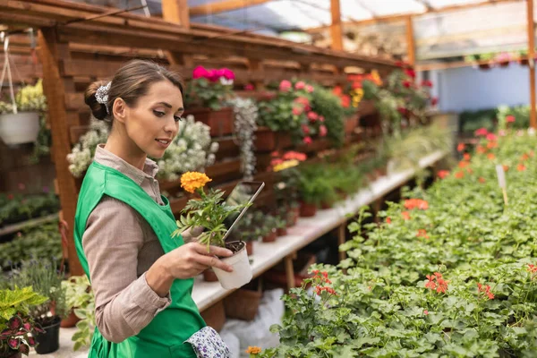 앞치마를 사업가 온실에서 꽃병을 점검하고 배치하는 — 스톡 사진