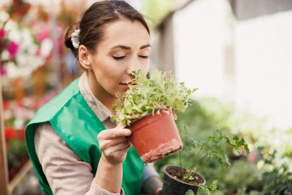 Young Woman Working Greenhouse Caring Smelling Herbs — 스톡 사진