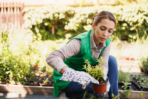 Young Woman Entrepreneur Gardening Garden Center Holding Flower Pot Checking — Φωτογραφία Αρχείου
