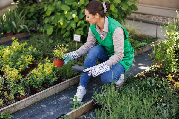 在花园中心做园艺的年轻女人微笑 检查植物 女企业家 — 图库照片