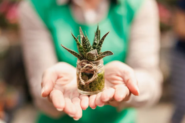 stock image Cropped shot of a woman's hands holding a pot with small succulent plant in a garden center.