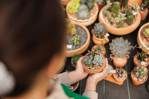 An unrecognisable woman entrepreneur taking care of potted succulent plants in a garden center.