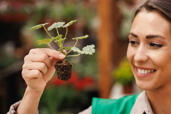 微笑的女企业家在花房里抱着一棵生长中的盆栽 — 图库照片