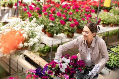 Smiling young woman working in a garden center, holding crate and arranging flower pots with beautiful colorful flowers.