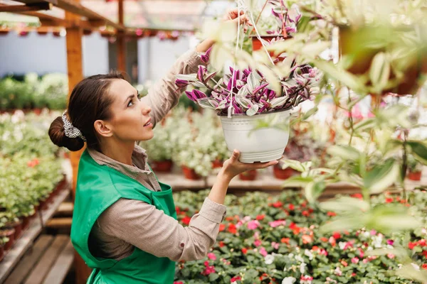 Unge Blomsterhandlere Kvinde Bedrift Arrangere Urtepotter Drivhus Kvinde Iværksætter - Stock-foto