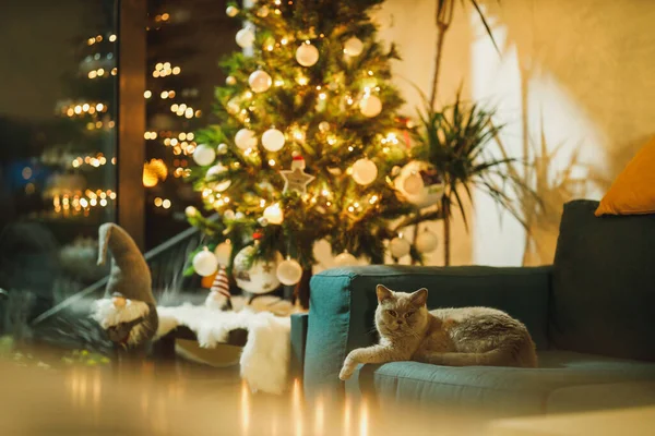 Roztomilá Šedá Britská Krátkosrstá Kočka Leží Gauči Vánočního Stromečku Světly — Stock fotografie