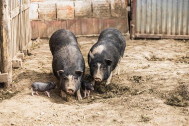 Çiftlikteki ağılda domuzcukları olan domuz anneler..