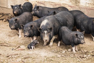 Çiftlikteki ağılda evcil domuzlar.