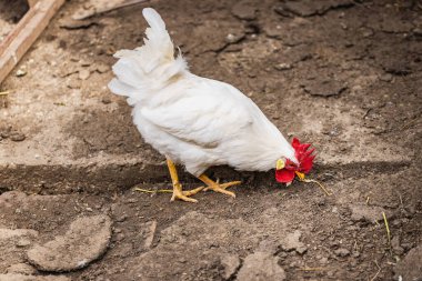 Kırsal bir çiftlikteki tavuk kümesinde genç beyaz horoz..