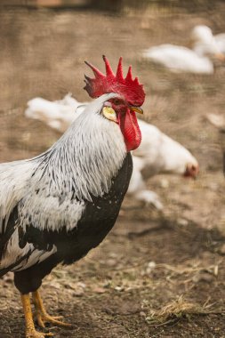 Kırsal bir çiftlikteki tavuk kümesinde genç beyaz horoz..