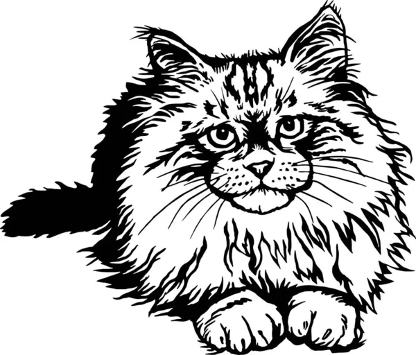 Kot Syberyjski Kociak Podglądający Śmieszny Kotek Odizolowany Białym Ilustracja Wektora — Wektor stockowy