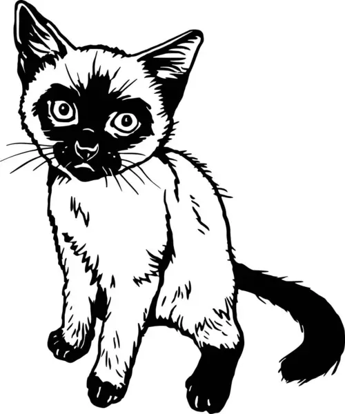 Kot Syjamski Kociak Podglądający Wesoły Kotek Odizolowany Białym Ilustracja Wektor — Wektor stockowy