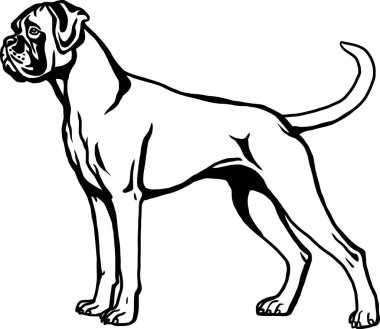 Boxer - Dog Breed, Funny Dog Vector File, Cut Stencil, Detaylı vektör