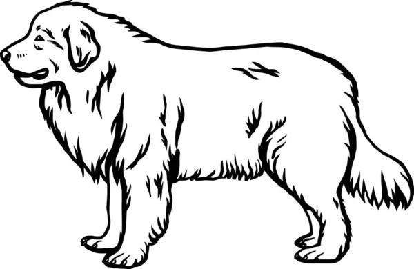 Große Pyrenäen Hunderasse Funny Dog Vector File Schnittschablone Detaillierter Vektor Vektorgrafiken