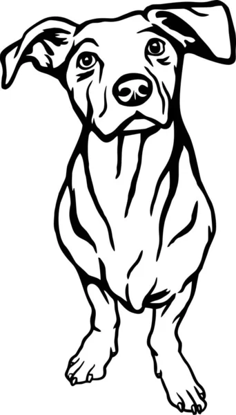 Dachshund Mix Raça Cães Arquivo Vetor Cão Engraçado Estêncil Corte — Vetor de Stock