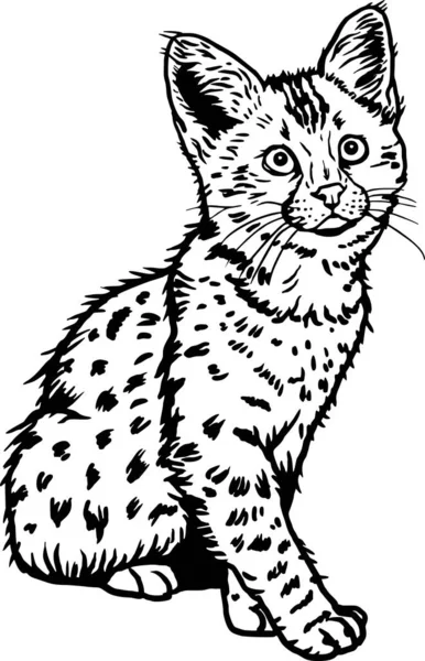 Savannah Cat Cute Kitten Allegro Gattino Isolato Bianco Illustrazione Stock — Vettoriale Stock