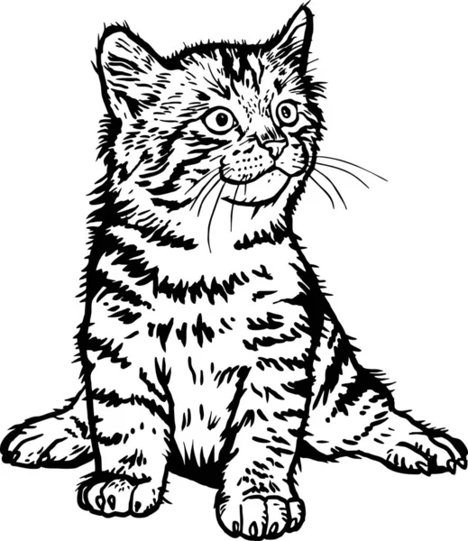Norwegian Forest Cat Cute Kitten Allegro Gattino Isolato Bianco Illustrazione — Vettoriale Stock