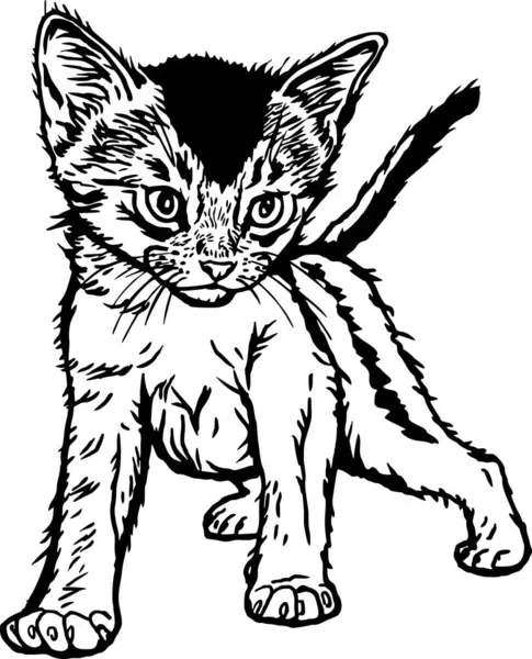 Somali Cat Cute Kitten Wesoły Kotek Izolowany Białym Wektor Ilustracji — Wektor stockowy