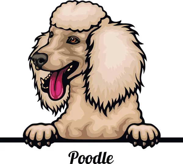 Pudel Color Peeking Dogs Głowa Twarz Rasy Izolowane Białym Wektor Ilustracja Stockowa