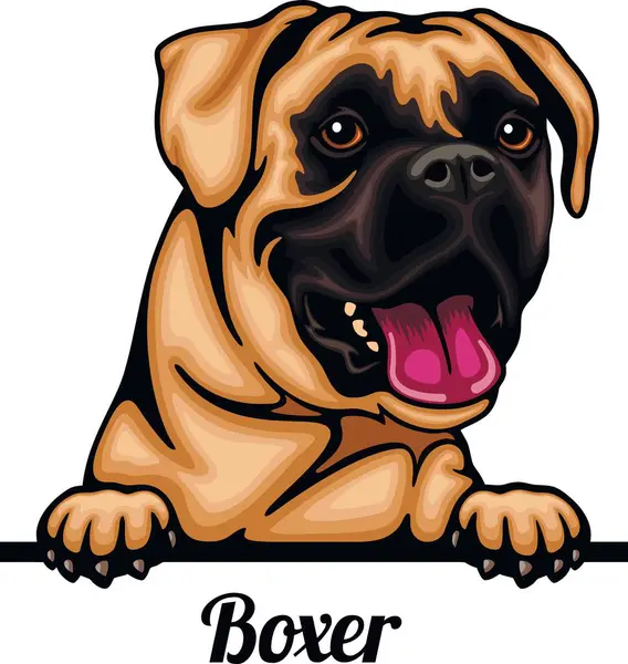 Boxeador Color Peeking Dogs Raza Cabeza Cara Aislada Blanco Vector Vectores de stock libres de derechos