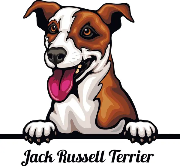Jack Russell Terrier Color Peeking Dogs Raza Cara Cabeza Aislada Ilustración de stock