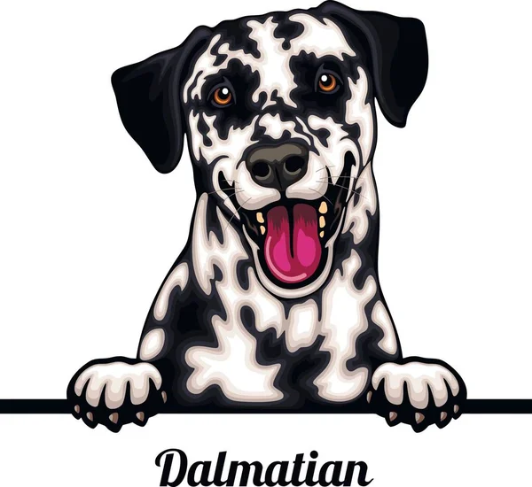 Далматинский Цветные Подглядывающие Собаки Породы Головы Лица Изолированы Белом Векторный Стоковая Иллюстрация